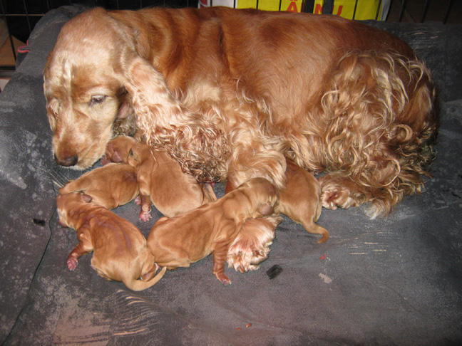 Dragongrdens Kennel